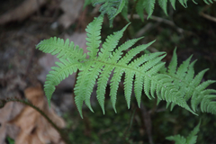 Phegopteris connectilis
