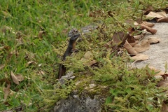 Emoia nigra