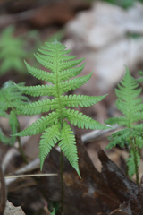 Phegopteris connectilis