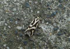 Epithymema incomposita
