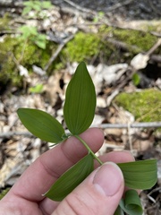 Polygonatum pubescens