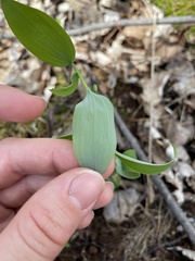 Polygonatum pubescens