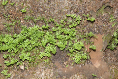 Cryptogramma stelleri