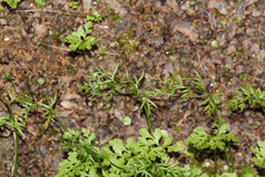 Cryptogramma stelleri