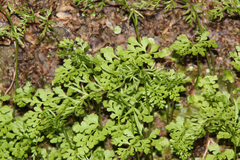 Cryptogramma stelleri