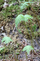 Phegopteris connectilis