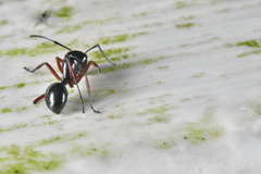 Polyrhachis laevissima