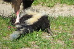 Mephitis mephitis nigra