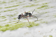 Polyrhachis laevissima