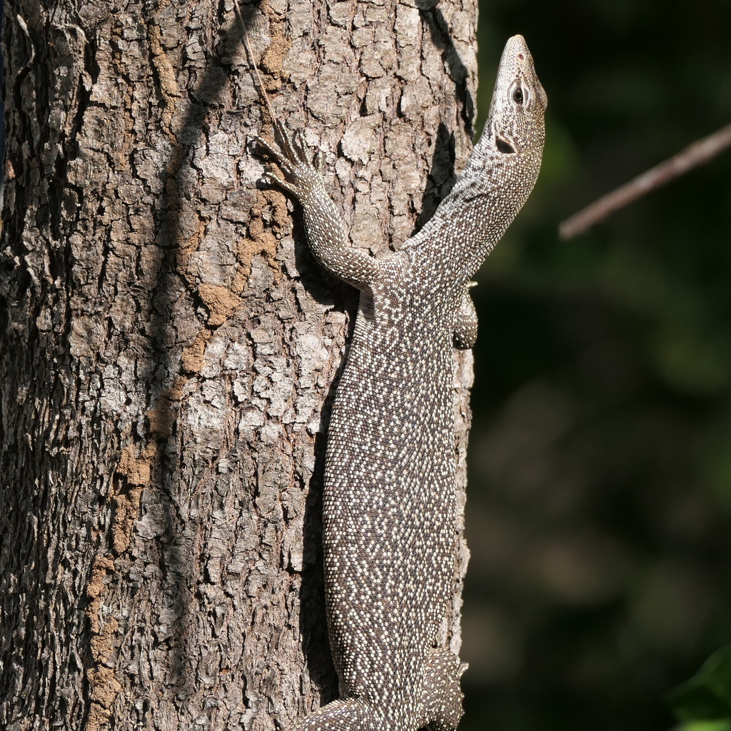 Banded Tree Monitor