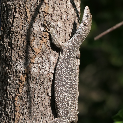 Banded/Spotted Tree Monitor Complex Varanus scalaris) · iNaturalist