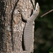 Banded/Spotted Tree Monitor Complex - Photo (c) coenobita, some rights reserved (CC BY), uploaded by coenobita