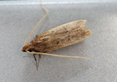 Lecithocera imprudens