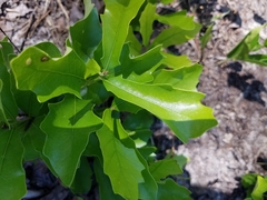 Quercus pumila