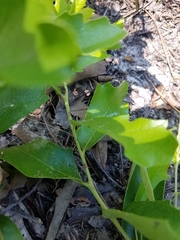 Quercus pumila