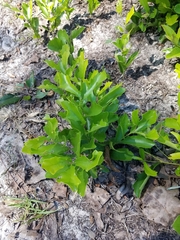 Quercus pumila