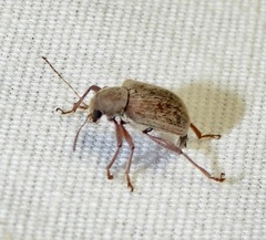 Neofidia lurida