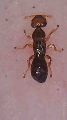 Pseudidarnes minerva