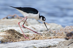 Himantopus mexicanus