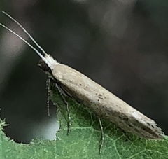 Ypsolopha unicipunctella