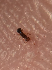 Pseudidarnes minerva