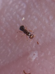 Pseudidarnes minerva