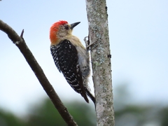 Melanerpes rubricapillus