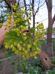 Acer