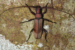 Aegolipton marginale