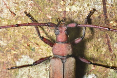 Aegolipton marginale