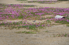 Sternula antillarum browni