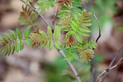 Ebereschen-Fiederspiere (Sorbaria sorbifolia): Herkunft und Verwendung — Foto 3