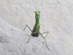 Mantis religiosa