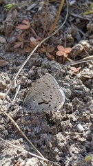 Celastrina asheri