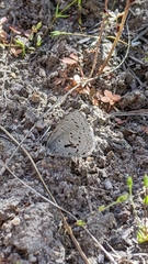 Celastrina asheri