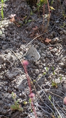 Celastrina asheri