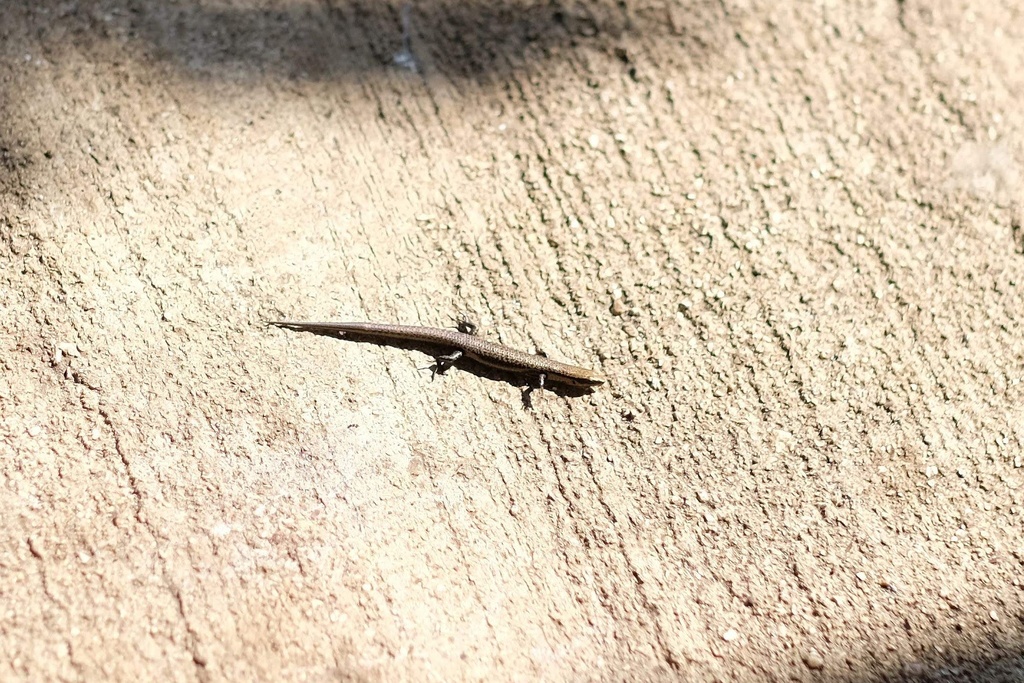 Speckled Litter Skink