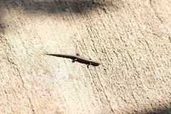 Caledoniscincus atropunctatus