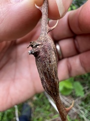 Neolasioptera nodulosa