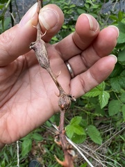 Neolasioptera nodulosa