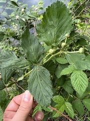 Neolasioptera nodulosa