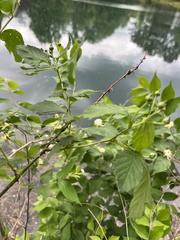 Neolasioptera nodulosa