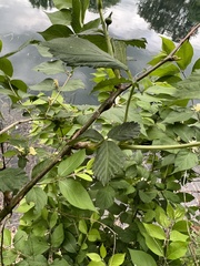 Neolasioptera nodulosa