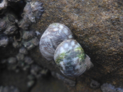 Littorina scutulata