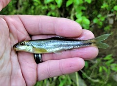 Phenacobius catostomus