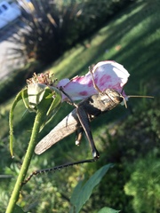 Schistocerca nitens