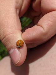 Harmonia axyridis