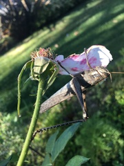 Schistocerca nitens