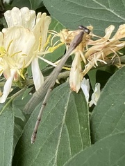 Enallagma vesperum