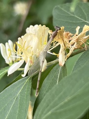 Enallagma vesperum